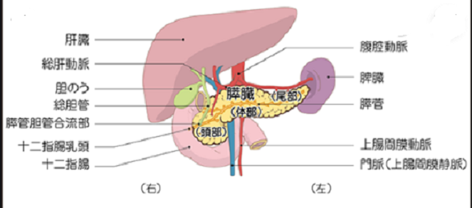 膵臓と周囲の臓器　by国立がん研究センター